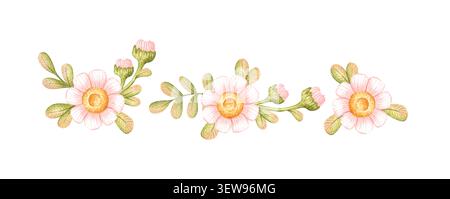 Set aus kleinen Sträußen mit rosa Gänseblümchen, grünen Knospen und Blättern, Aquarell isoliert vom Hintergrund. Gebrauchsfertige Blumenarrangements für Hochzeitseinladungen Stockfoto
