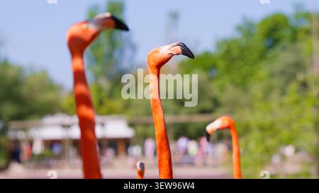 Lebendige Flamingos Hälse und Köpfe in natürlicher Umgebung Stockfoto