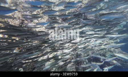 Unterwasserblick auf Sardinenschwärme im Meer Stockfoto