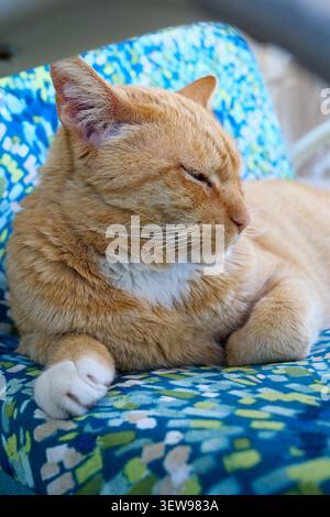 Entspannte Ingwerkatze, die auf gemustertem Stuhl bei weichem Tageslicht ruht und ein gemütliches Haustierporträt zeigt. Stockfoto