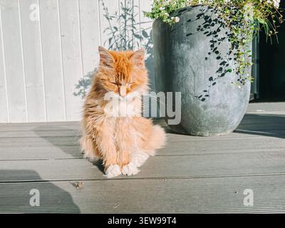 Eine flauschige Ingwerkatze sitzt friedlich mit geschlossenen Augen und sonnt sich im warmen Sonnenlicht auf einer modernen Holzterrasse neben einem großen Pflanzgefäß. Ideal für sie Stockfoto