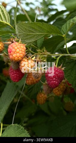 Reife und unreife Himbeeren in verschiedenen Farben, die an grünen Blättern an einem Busch in einer natürlichen Umgebung hängen und die Wachstumsstadien der Früchte zeigen Stockfoto