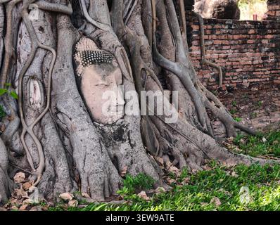 Der heilige buddha-Kopf in der Baumwurzel, Ayutthaya, Thailand Stockfoto