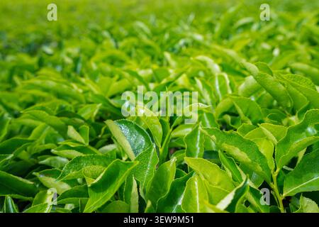 Frische Teeblätter aus nächster Nähe auf der Teeplantage Stockfoto
