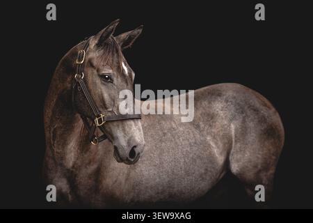 Elegantes graues Pferdeporträt auf schwarzem Hintergrund Stockfoto