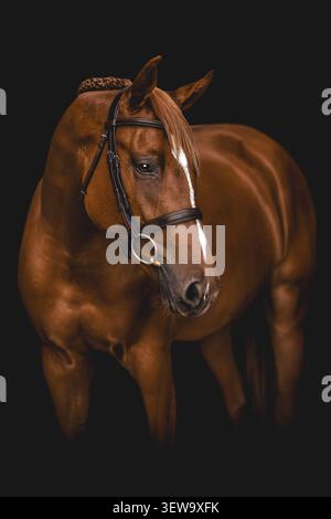 Wunderschönes Kastanienpferd mit geflochtenen Mähnen Stockfoto