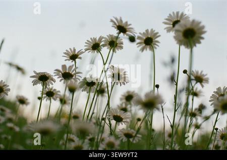 Blick auf wilde weiße Gänseblümchen aus einem niedrigen Winkel Stockfoto