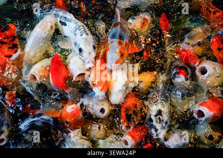 Farbenfroher Blick von oben auf viele Koi-Fische oder Mist, die auf der Oberfläche des Teichs schwimmen Stockfoto