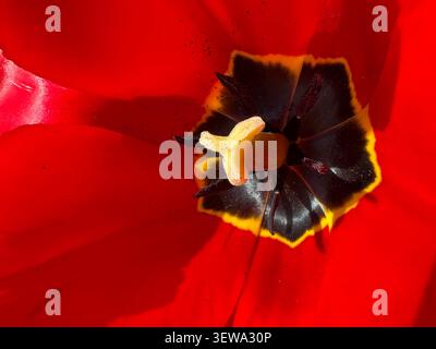 Extreme Makroaufnahme von lebendigen roten Tulpenblüten im Inneren mit dunklem Zentrum und gelbem Stempel Stockfoto
