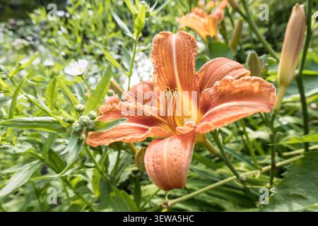 Gelbrote Taglilie (Hemerocallis fulva), Nordrhein-Westfalen, Deutschland Stockfoto