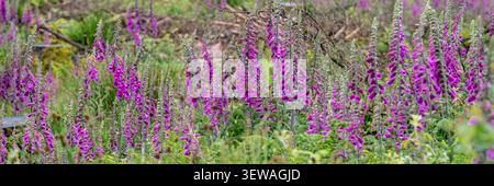 Ein Panoramabild von gewöhnlichen Fuchshandschuhen Digitalis purpurea, die auf einem gerodeten Waldgebiet im Bodmin Moor in Cornwall in Großbritannien wachsen. Stockfoto