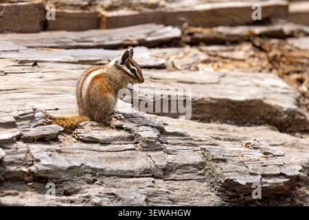 Gelbkiefer-Spanmunk (Neotamias amoenus), der auf einem gefallenen Baumstamm sitzt und Futter im Sequoia-Nationalpark, Kalifornien, hält Stockfoto