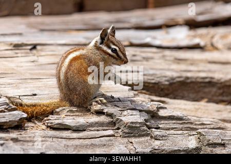 Gelbkiefer-Spanmunk (Neotamias amoenus), der auf einem gefallenen Baumstamm sitzt und Futter im Sequoia-Nationalpark, Kalifornien, hält Stockfoto