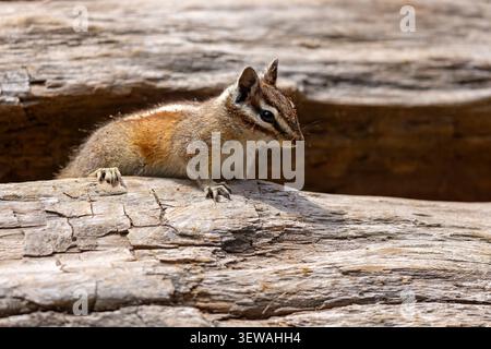 Gelbkiefer-Spanmunk (Neotamias amoenus), der auf einem gefallenen Baumstamm sitzt und Futter im Sequoia-Nationalpark, Kalifornien, hält Stockfoto