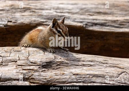 Gelbkiefer-Spanmunk (Neotamias amoenus), der auf einem gefallenen Baumstamm sitzt und Futter im Sequoia-Nationalpark, Kalifornien, hält Stockfoto