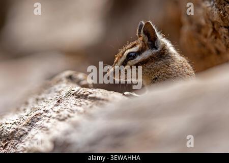 Gelbkiefer-Spanmunk (Neotamias amoenus), der auf einem gefallenen Baumstamm sitzt und Futter im Sequoia-Nationalpark, Kalifornien, hält Stockfoto