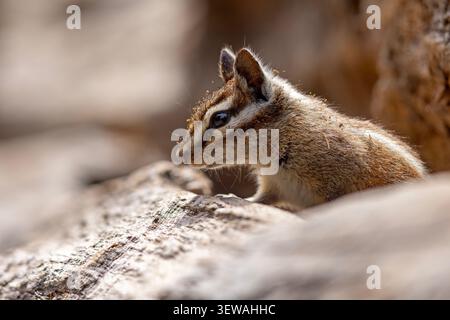 Gelbkiefer-Spanmunk (Neotamias amoenus), der auf einem gefallenen Baumstamm sitzt und Futter im Sequoia-Nationalpark, Kalifornien, hält Stockfoto
