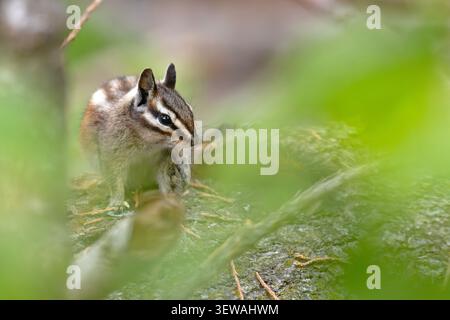 Gelbkiefer-Spanmunk (Neotamias amoenus), der auf einem gefallenen Baumstamm sitzt und Futter im Sequoia-Nationalpark, Kalifornien, hält Stockfoto