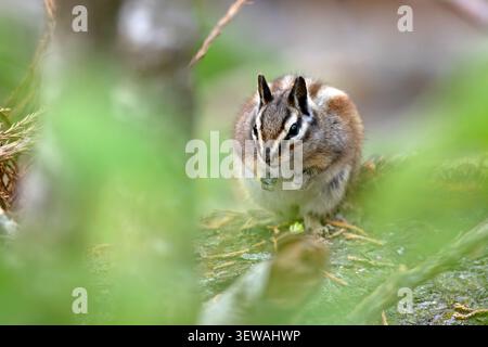 Gelbkiefer-Spanmunk (Neotamias amoenus), der auf einem gefallenen Baumstamm sitzt und Futter im Sequoia-Nationalpark, Kalifornien, hält Stockfoto