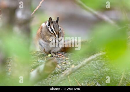 Gelbkiefer-Spanmunk (Neotamias amoenus), der auf einem gefallenen Baumstamm sitzt und Futter im Sequoia-Nationalpark, Kalifornien, hält Stockfoto