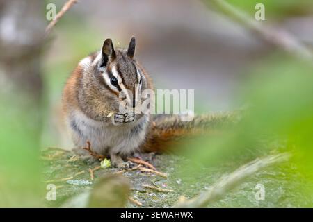 Gelbkiefer-Spanmunk (Neotamias amoenus), der auf einem gefallenen Baumstamm sitzt und Futter im Sequoia-Nationalpark, Kalifornien, hält Stockfoto