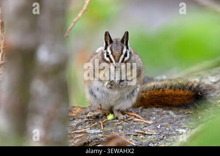 Gelbkiefer-Spanmunk (Neotamias amoenus), der auf einem gefallenen Baumstamm sitzt und Futter im Sequoia-Nationalpark, Kalifornien, hält Stockfoto