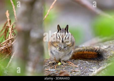 Gelbkiefer-Spanmunk (Neotamias amoenus), der auf einem gefallenen Baumstamm sitzt und Futter im Sequoia-Nationalpark, Kalifornien, hält Stockfoto