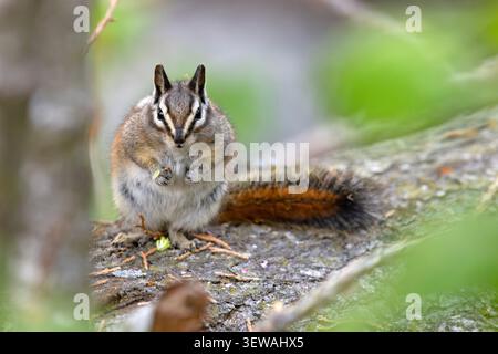 Gelbkiefer-Spanmunk (Neotamias amoenus), der auf einem gefallenen Baumstamm sitzt und Futter im Sequoia-Nationalpark, Kalifornien, hält Stockfoto
