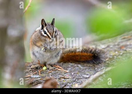Gelbkiefer-Spanmunk (Neotamias amoenus), der auf einem gefallenen Baumstamm sitzt und Futter im Sequoia-Nationalpark, Kalifornien, hält Stockfoto