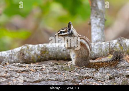 Gelbkiefer-Spanmunk (Neotamias amoenus), der auf einem gefallenen Baumstamm sitzt und Futter im Sequoia-Nationalpark, Kalifornien, hält Stockfoto