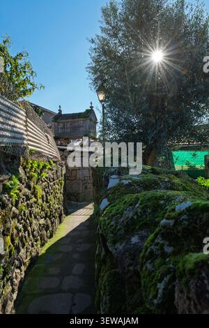 Durchdringende Sonne zwischen den Ästen eines Baumes entlang eines schmalen Pfades mit Blick auf einen horreo (Speicher) in Combarro, Galicien, Spanien. Stockfoto