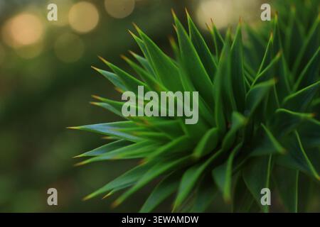 Nahaufnahme eines frischen grünen Zweigs eines Affen-Puzzlebaums (Araucaria araucana) mit einem weichen, unscharfen natürlichen Hintergrund. Native immergrüne Conif Stockfoto