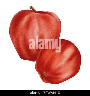 Zwei rote Äpfel, die im Aquarellstil gerendert werden und ihre satten Farben und Texturen mit einem Fokus auf die lebendige und lebensechte Illustration zeigen. Stockfoto