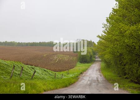 Eine ruhige ländliche Schotterstraße, flankiert von üppigen grünen Bäumen und weitläufigen Feldern unter einem bewölkten Himmel, fängt die Essenz des Frühlings auf dem Land ein. Stockfoto
