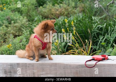 Ein Ingwer Pommern ruht auf einer hölzernen Gartenbank und hält während des Spaziergangs an, während seine Leine in der Nähe eines malerischen Parks liegt. Greenford Quay Stockfoto