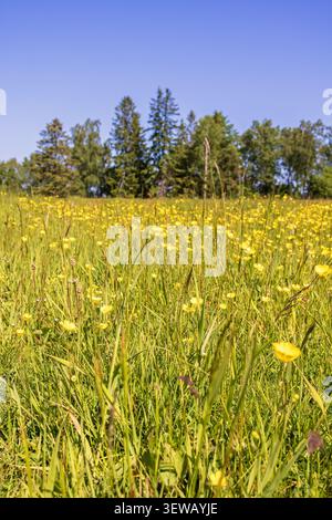 Wiese mit blühenden Butterblumen im Sommer Stockfoto