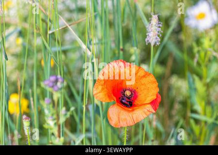 Blühende Mohnblume mit einer bestäubenden Hummel Stockfoto