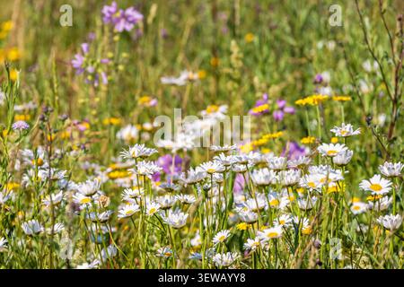 Ochsenaugen-Gänseblümchen auf einer Wiese ein sonniger Sommertag Stockfoto