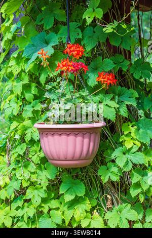 Hängender Topf mit schönen Blumen in einem Garten Stockfoto