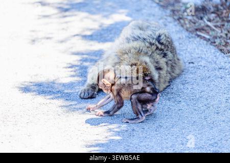 Ein neugieriger junger Affe spielt tagsüber neben seiner Mutter in freier Wildbahn. Berbermakaken (Macaca sylvanus), auch bekannt als der schwanzlose m Stockfoto