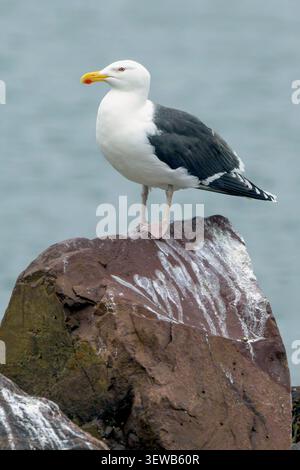 Große Schwarzmöwe (Larus marinus) aus Kiberg, Varanger (Finnmark), Nordnorwegen. Stockfoto