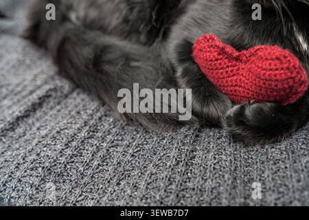 Flauschige grau-schwarze Katze hält ein rotes gestricktes Herz in ihren Pfoten auf einem strukturierten Hintergrund. Gemütliches Valentinstag-Konzept mit Kopierraum. Stockfoto