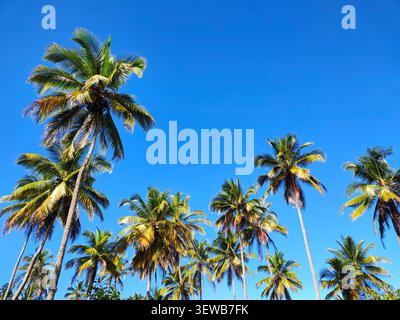 Palmen vor einem leuchtend blauen Himmel. Stockfoto