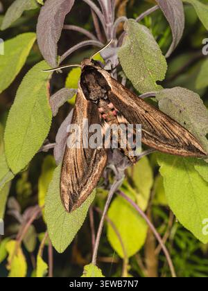 Große, farbenfrohe Sommer fliegende UK-Falkenmotte, Sphinx ligustri, in einem britischen Garten Stockfoto