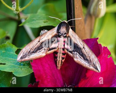 Große, farbenfrohe Sommer fliegende UK-Falkenmotte, Sphinx ligustri, in einem britischen Garten Stockfoto