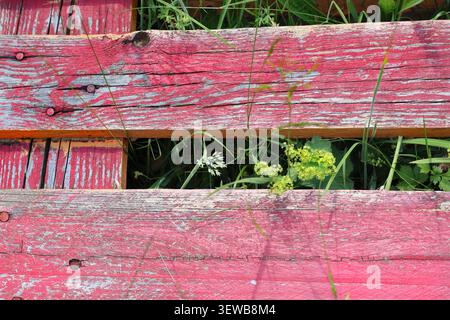 Verwitterte rosa lackierte Holzbretter mit abblätternder Farbe und wildem Grashintergrund Stockfoto