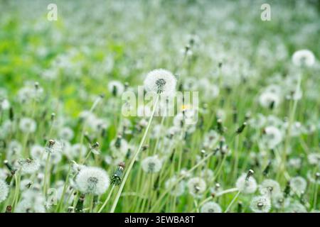 Wiese mit vielen blühenden Löwenzahn- oder Blowball-natürliches, weit verbreitetes und schädliches mehrjähriges Unkraut. Stockfoto