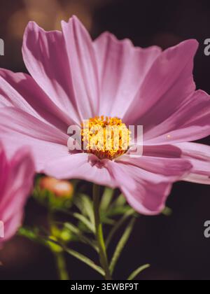 Ein rosafarbener Cosmos bipinnatus blüht in voller Blüte Stockfoto