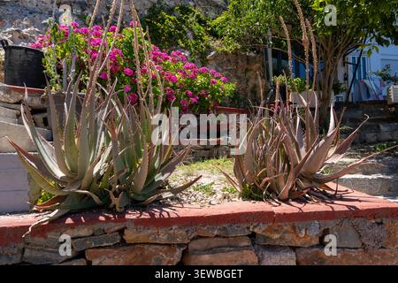 Üppige Aloe Vera Sukkulenten mit hohen Blütenspitzen, die in einem Gartenbett auf einer rustikalen Steinterrasse wachsen, mit blühenden rosa Geranien oder Bougainv Stockfoto