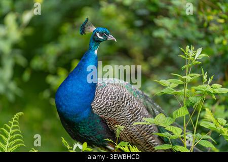 Blauer Pfau im Profil gegen üppig grünes Laub, lebendige Tierwelt aus nächster Nähe in natürlicher Umgebung. Stockfoto